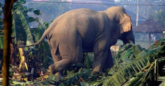 जंगली हात्तीकै कारण खेत बाँझो छाड्नुपर्ने बाध्यता